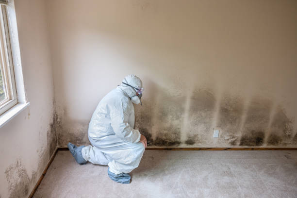 Best Crawl Space Mold Remediation  in Franklin, CA